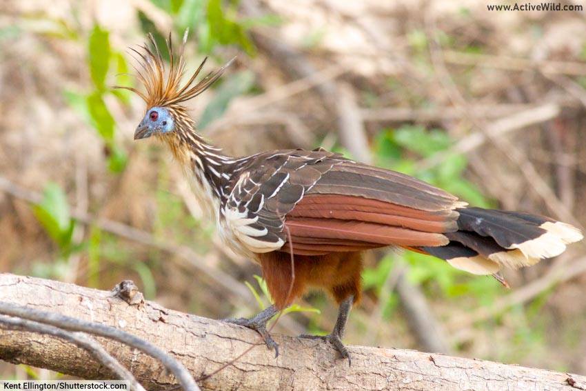 Hoatzin