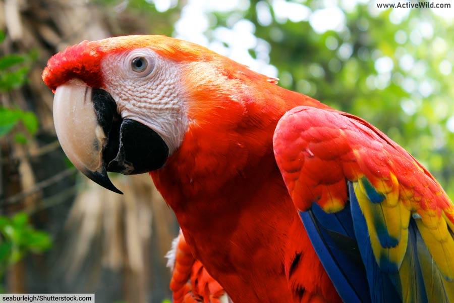 Macaw