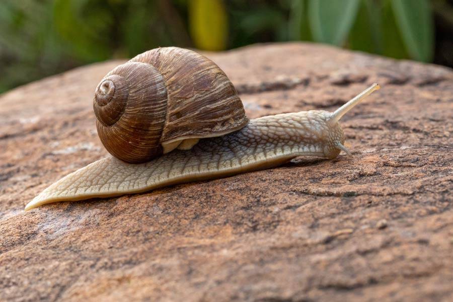 Snail