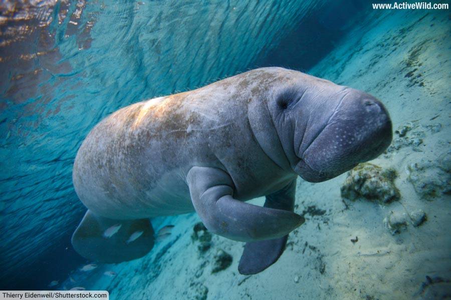 West Indian Manatee