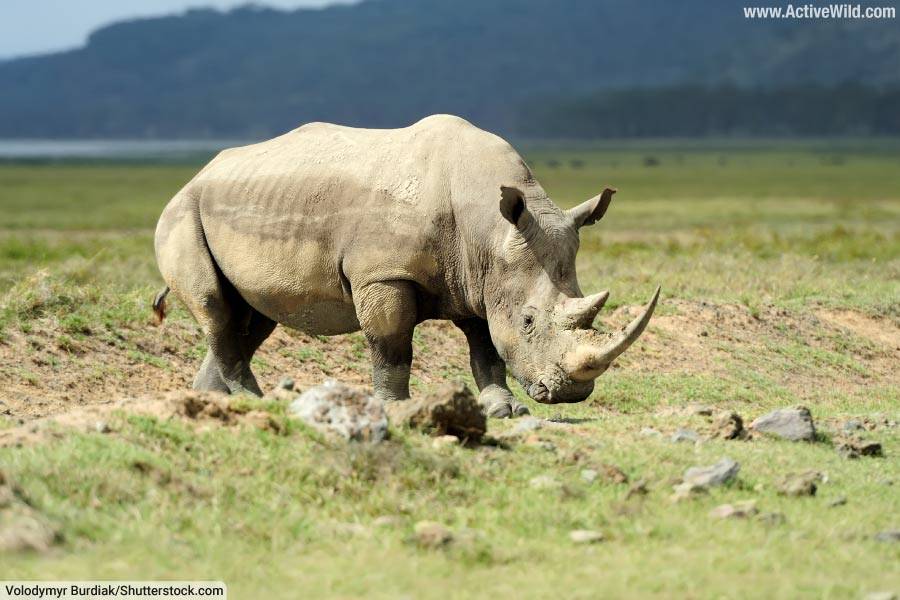 White Rhinoceros