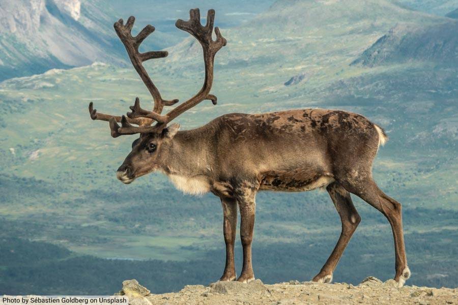 Male Reindeer in Norway