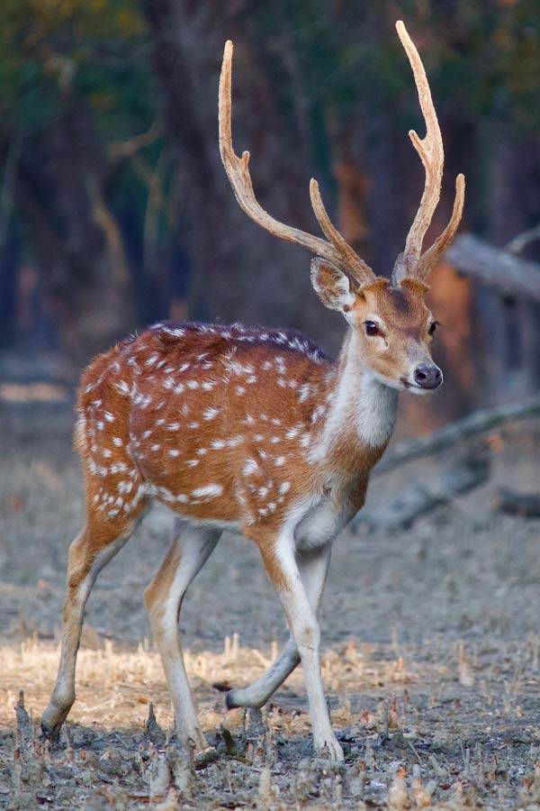 Chital Spotted Deer with Antlers