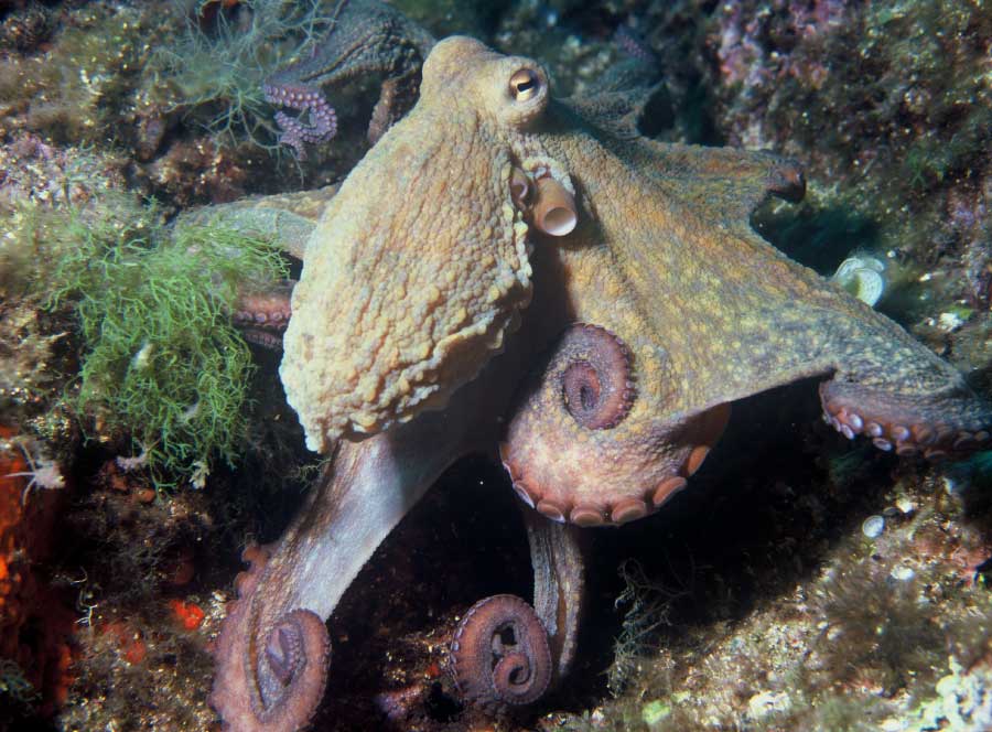 common octopus photo