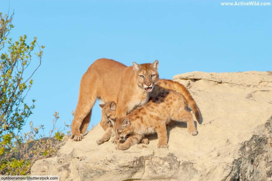 Cougar with Cubs