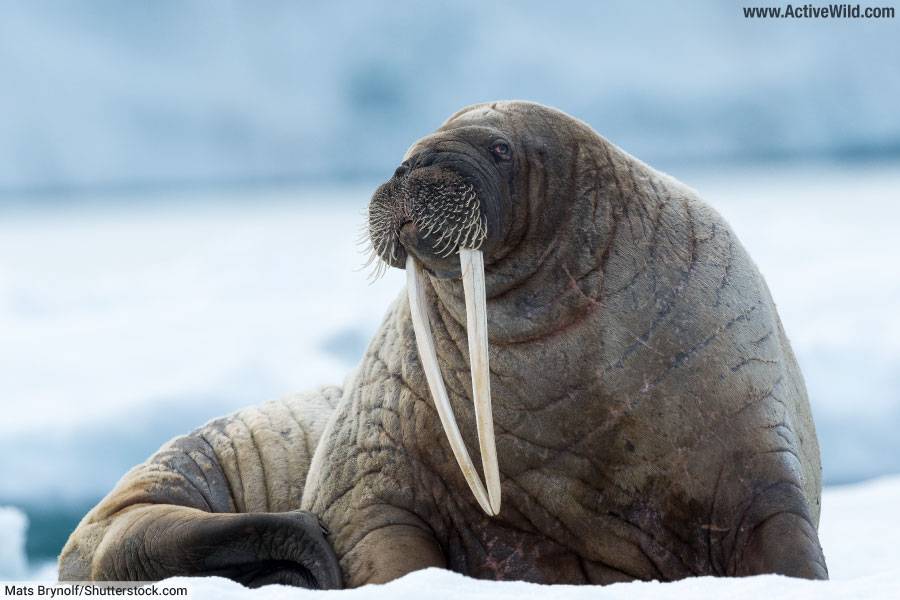 Walrus Facts Pictures Discover The Iconic Tusked Arctic Animal Walrus Facts Pictures Discover The Iconic Tusked Arctic Animal