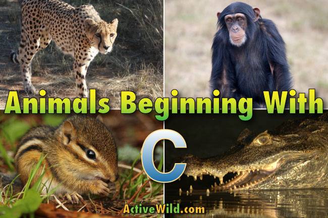animals beginning with c