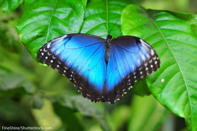 Blue-Morpho-Butterfly-Wings