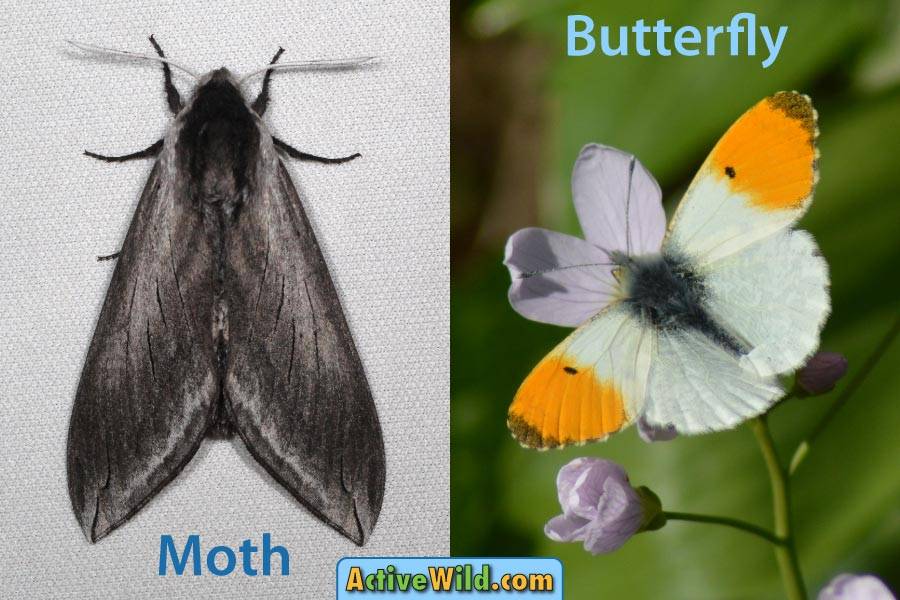 Butterfly vs Moth at rest