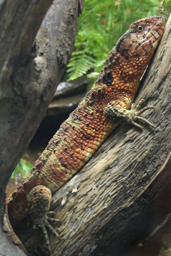Chinese Crocodile Lizard