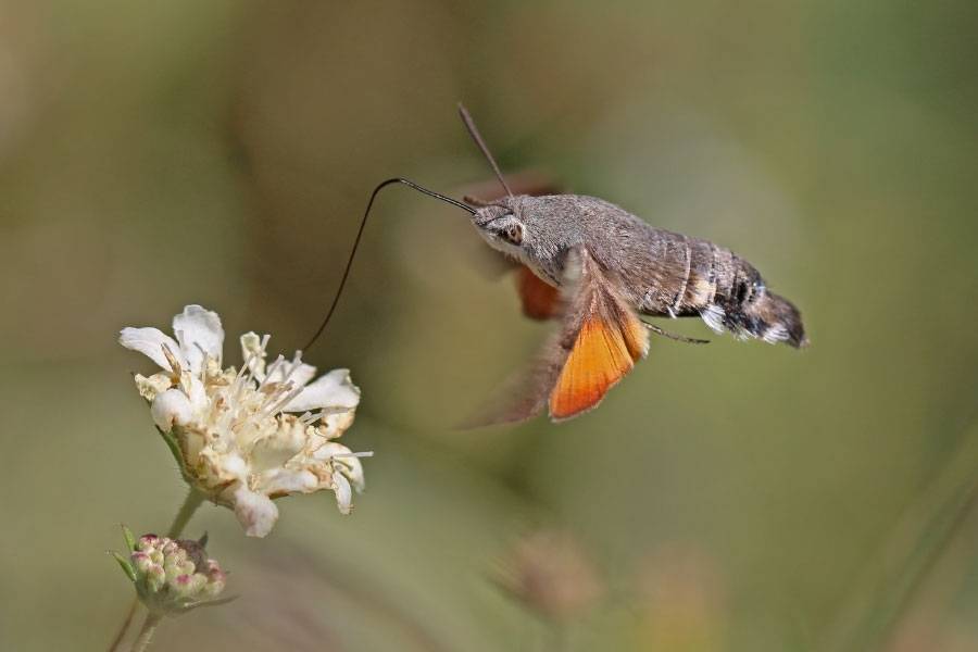 Hummingbird hawk moth