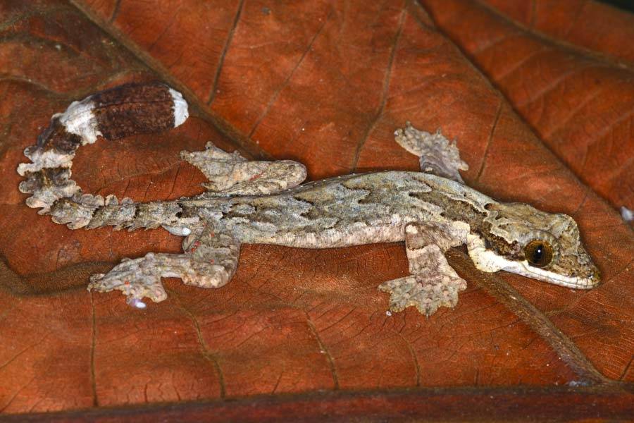 Kuhls Flying Gecko Ptychozoon kuhli