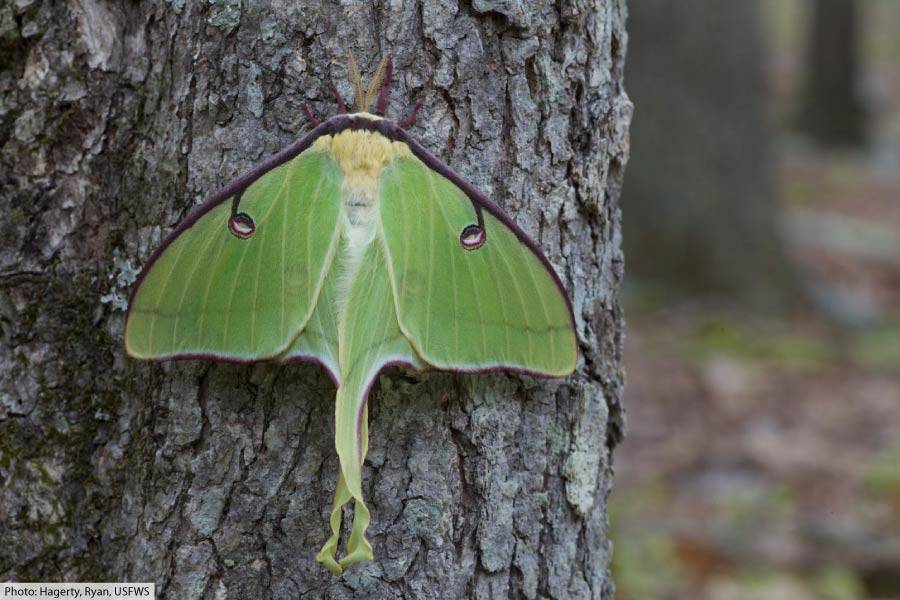 Luna Moth