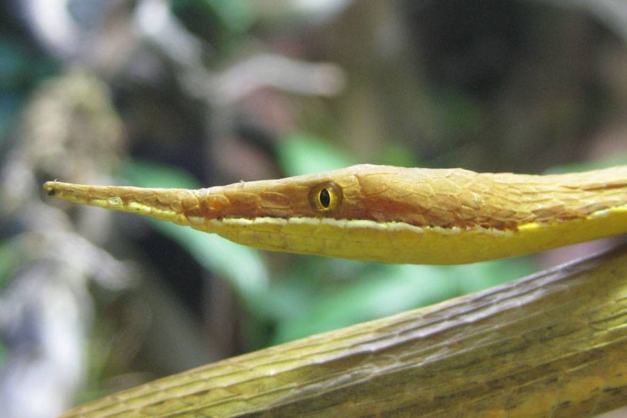 Madagascar Leaf-Nosed Snake