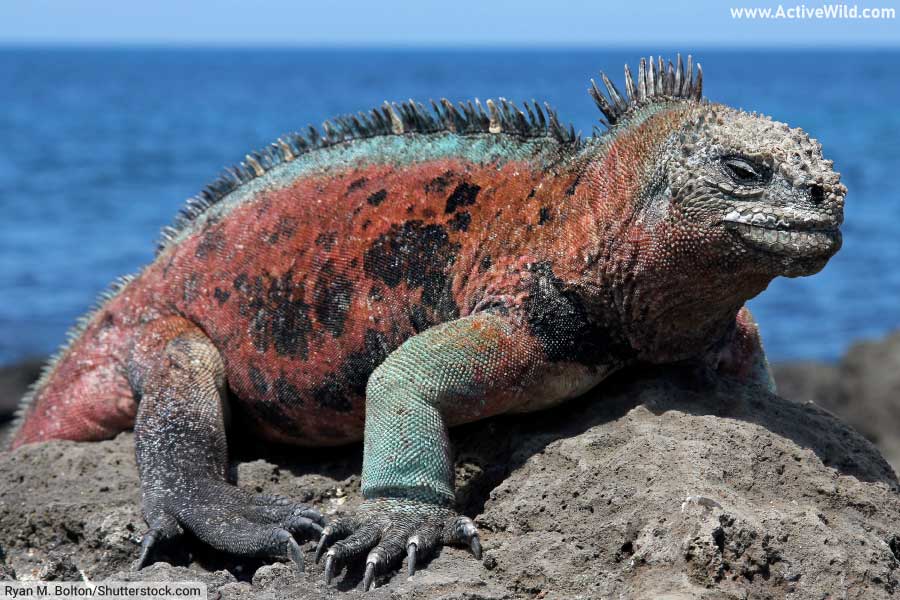 Marine Iguana