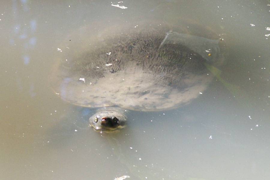 Mary River Turtle