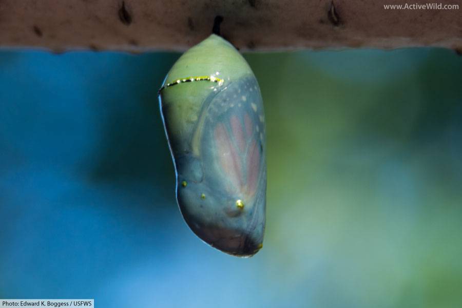 Monarch Butterfly Pupa