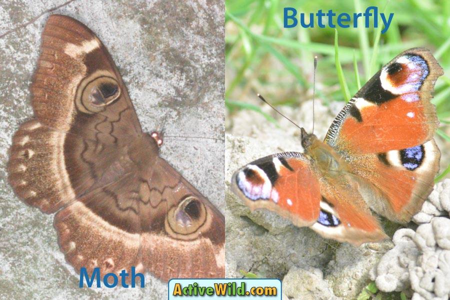 Moth vs Butterfly