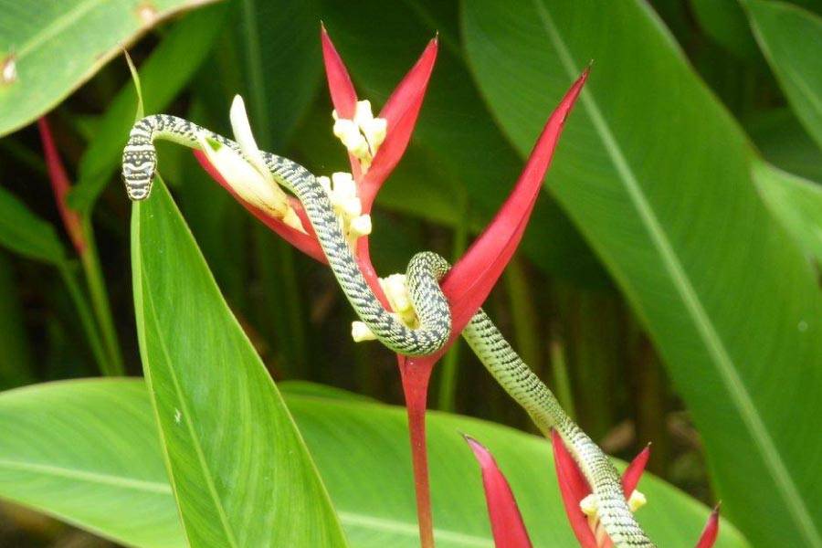 Ornate Flying Snake