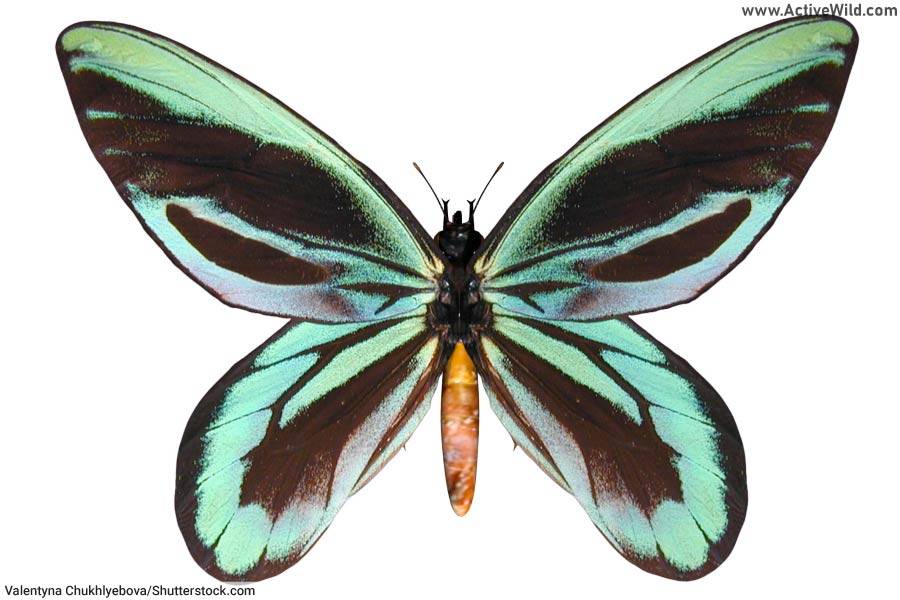 Queen Alexandra's Birdwing Butterfly