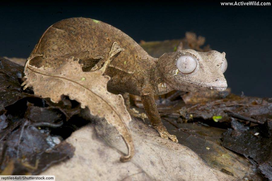 Satanic Leaf Tailed Gecko