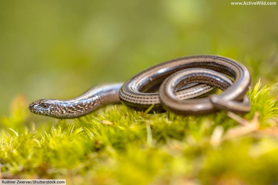 Slow Worm