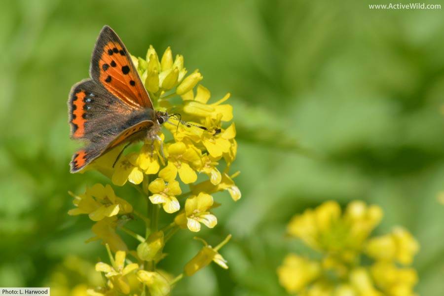 Small Copper Butterfly