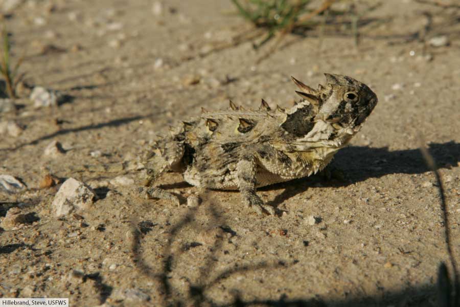 Texas Horned Lizard