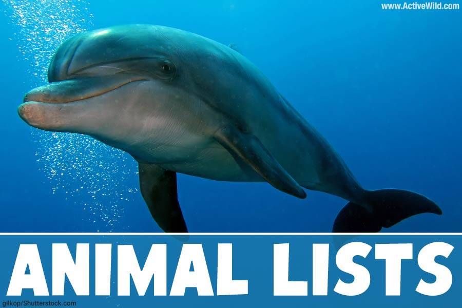 Animal Lists