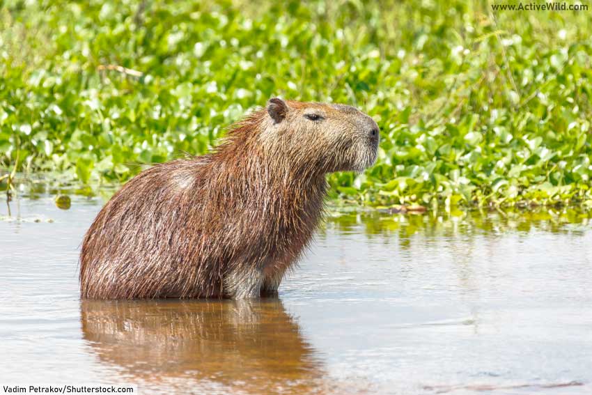 Capybara largest rodent