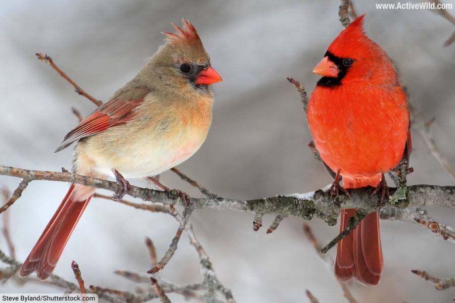 Northern Cardinal Male And Female