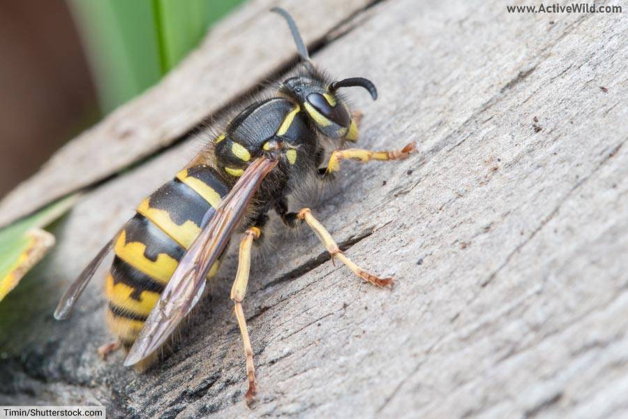 wasp - an invertebrate