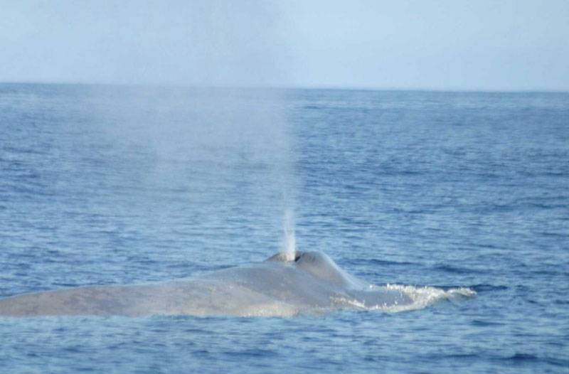 Blue whale spout