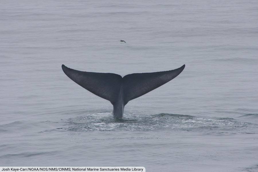 Blue Whale Tail Flukes