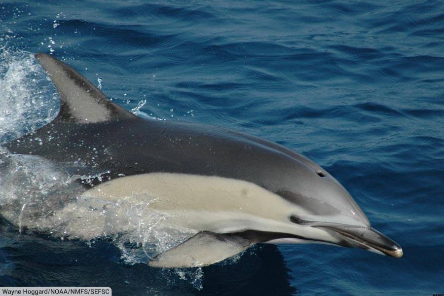 Common Dolphin Close Up