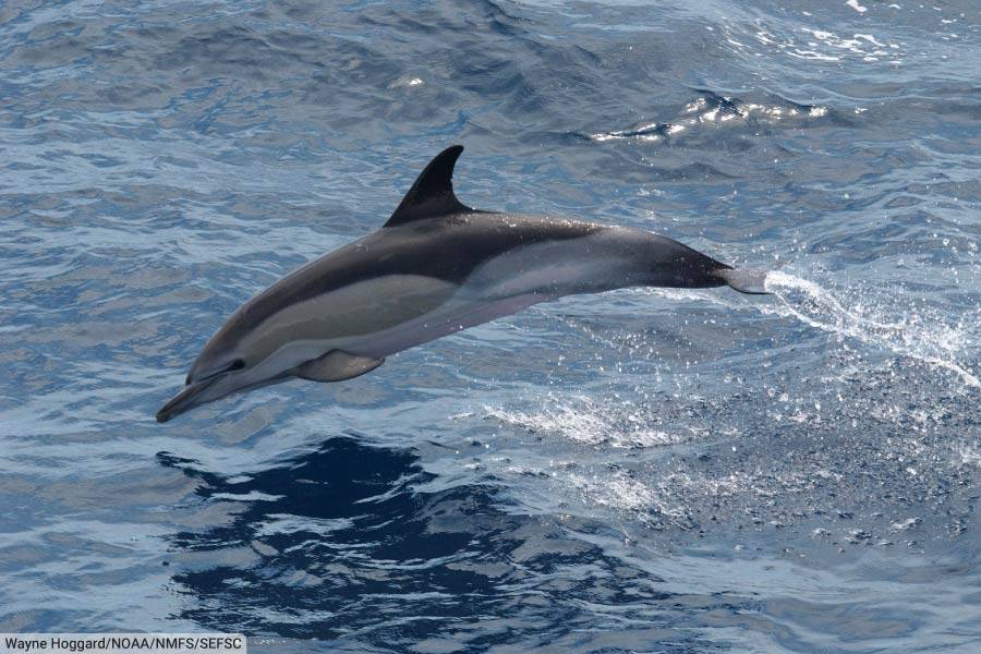 Common Dolphin Leaping From Water