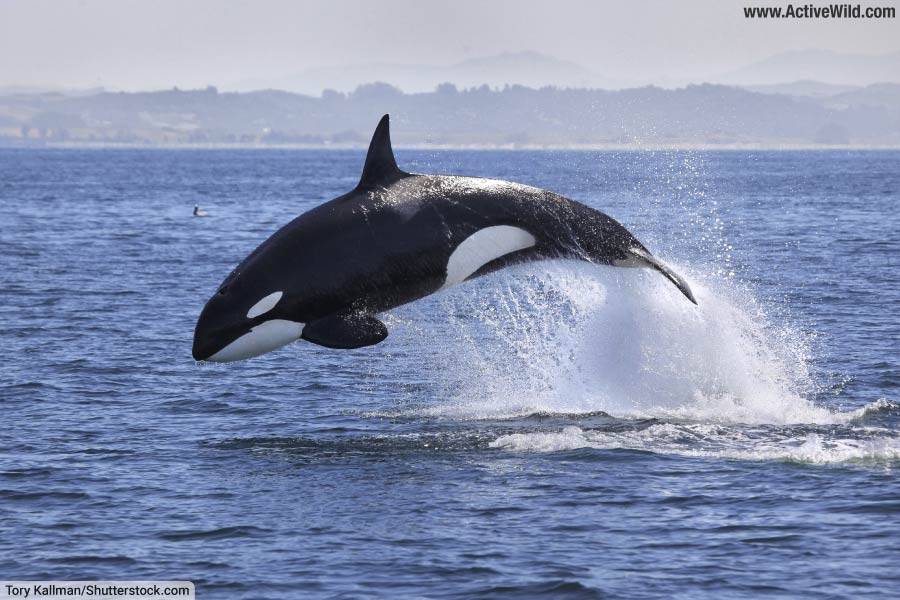 Orca Killer Whale Jumping