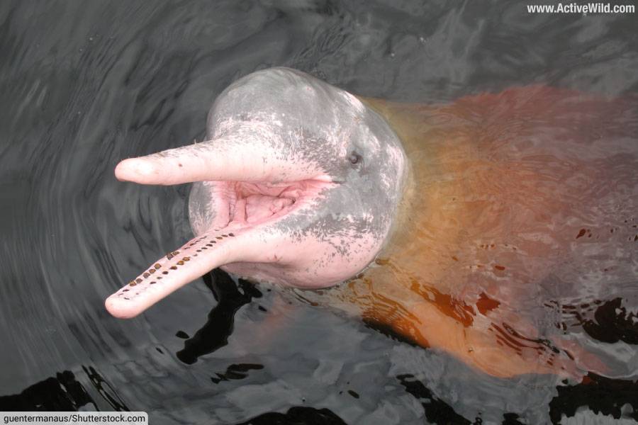 Amazon river dolphin facts