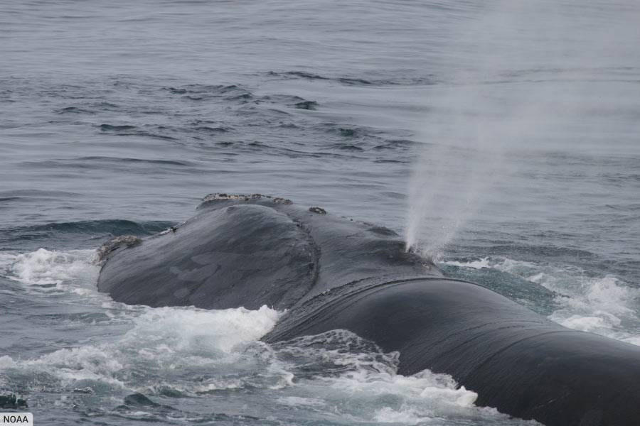 North Atlantic Right Whale Blowing