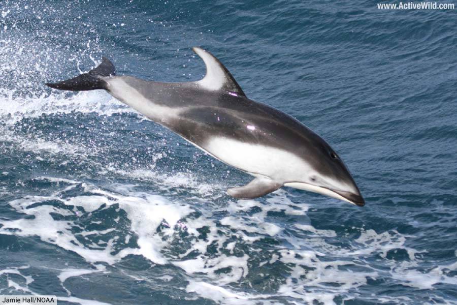 Pacific White-Sided Dolphin