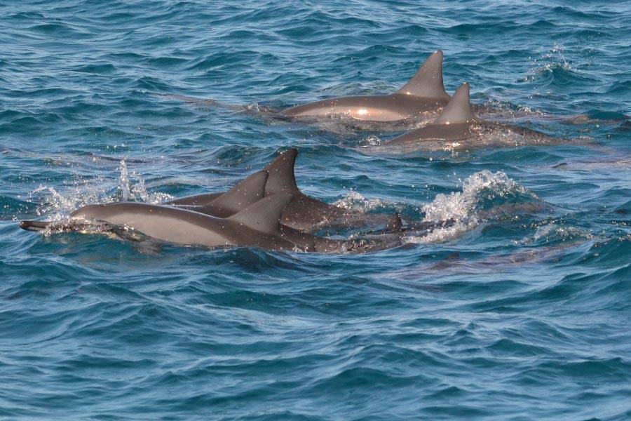 Spinner Dolphin Pod At Surface