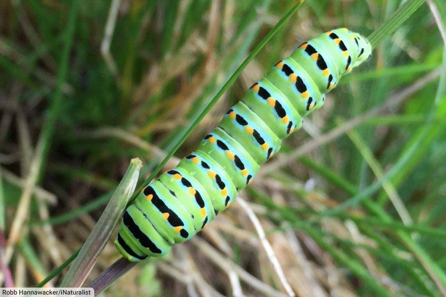 Anise Swallowtail Butterfly Caterpillar
