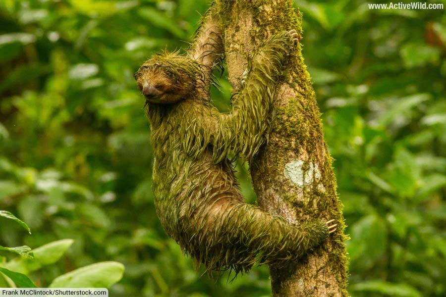 Brown Throated Sloth Green With Algae