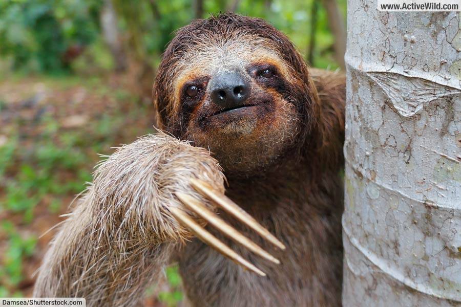 Brown Throated Sloth Facts Bradypus Variegatus Species Guide 