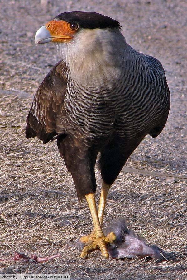 Crested Caracara With Prey