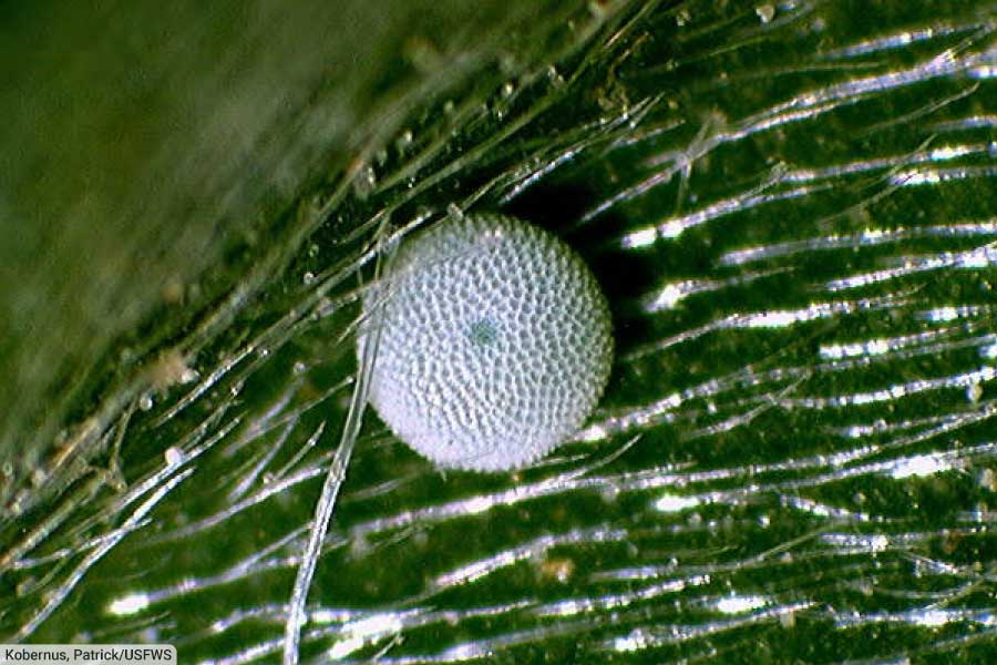 Mission Blue Butterfly Egg