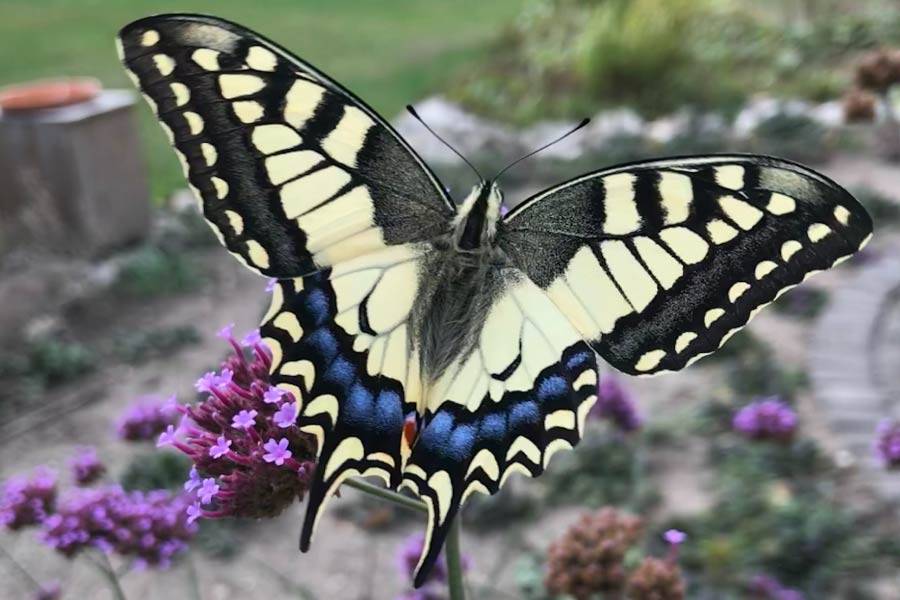 Old World Swallowtail Butterfly