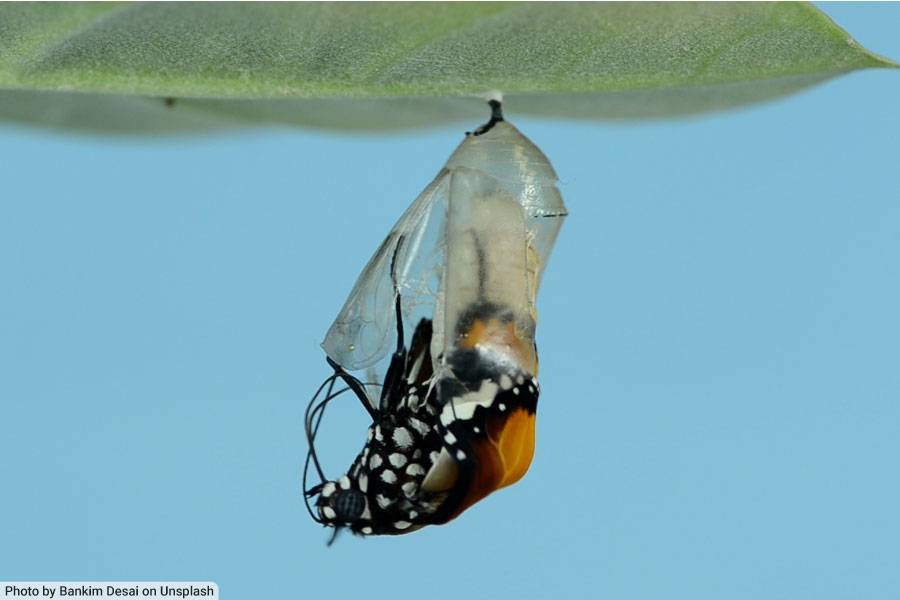 Queen butterfly emerging from its chrysalis