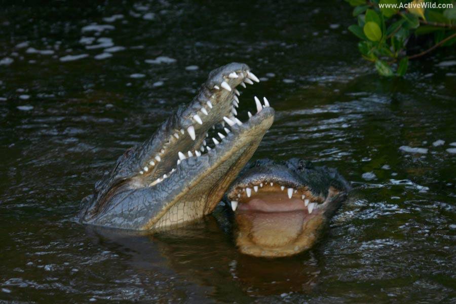 Alligator Vs Crocodile The Difference Between Alligators And