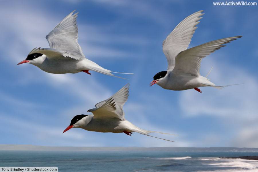 Arctic Terns Flying